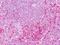 Protein Tyrosine Phosphatase Receptor Type E antibody, NLS6799, Novus Biologicals, Immunohistochemistry frozen image 
