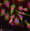 Polyadenylate-binding protein 1 antibody, ab6125, Abcam, Immunofluorescence image 