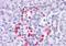Cell Adhesion Molecule 4 antibody, orb88045, Biorbyt, Immunohistochemistry paraffin image 