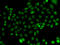 HAP3 antibody, LS-C346341, Lifespan Biosciences, Immunofluorescence image 