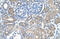 Sarcosine dehydrogenase, mitochondrial antibody, ARP42344_T100, Aviva Systems Biology, Immunohistochemistry paraffin image 