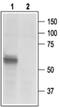 Purinergic Receptor P2X 3 antibody, PA5-77674, Invitrogen Antibodies, Western Blot image 
