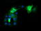 High affinity immunoglobulin gamma Fc receptor I antibody, LS-B9409, Lifespan Biosciences, Immunofluorescence image 