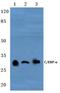 CCAAT/enhancer-binding protein alpha antibody, AP20354PU-N, Origene, Western Blot image 