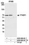 YTH N6-Methyladenosine RNA Binding Protein 1 antibody, A305-849A-M, Bethyl Labs, Immunoprecipitation image 