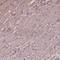 Crystallin Beta A4 antibody, NBP2-57040, Novus Biologicals, Immunohistochemistry frozen image 