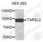 Probable threonyl-tRNA synthetase 2, cytoplasmic antibody, A9631, ABclonal Technology, Western Blot image 