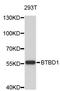 BTB Domain Containing 1 antibody, STJ26853, St John