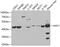 Adenosylhomocysteinase antibody, GTX30033, GeneTex, Western Blot image 