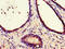 Calnexin antibody, orb46780, Biorbyt, Immunohistochemistry paraffin image 