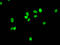 Histone Cluster 1 H1 Family Member E antibody, LS-C670384, Lifespan Biosciences, Immunofluorescence image 