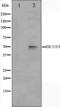 Zinc finger protein ZIC 1 antibody, orb224416, Biorbyt, Western Blot image 