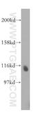 NEDD4 Like E3 Ubiquitin Protein Ligase antibody, 13690-1-AP, Proteintech Group, Western Blot image 