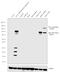 Lipase E, Hormone Sensitive Type antibody, PA5-17196, Invitrogen Antibodies, Western Blot image 
