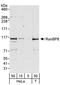 Importin 8 antibody, A301-804A, Bethyl Labs, Western Blot image 