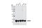 GAPDH antibody, 2118S, Cell Signaling Technology, Western Blot image 
