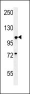 BUB1 Mitotic Checkpoint Serine/Threonine Kinase antibody, LS-C156894, Lifespan Biosciences, Western Blot image 