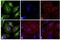 Rabbit IgG antibody, 31636, Invitrogen Antibodies, Immunofluorescence image 