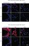 NLR Family Pyrin Domain Containing 3 antibody, NBP1-77080, Novus Biologicals, Immunohistochemistry paraffin image 