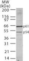 Transducin Beta Like 1 X-Linked Receptor 1 antibody, GTX13799, GeneTex, Western Blot image 