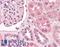 Transcription Factor AP-2 Alpha antibody, LS-B427, Lifespan Biosciences, Immunohistochemistry frozen image 