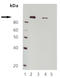 Eukaryotic Translation Elongation Factor 2 antibody, ADI-905-775-100, Enzo Life Sciences, Western Blot image 