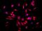 Heat Shock Transcription Factor 1 antibody, NBP2-42206, Novus Biologicals, Immunofluorescence image 