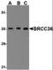 BRCA1/BRCA2-Containing Complex Subunit 3 antibody, orb87296, Biorbyt, Western Blot image 