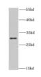 Chloride Intracellular Channel 1 antibody, FNab01759, FineTest, Western Blot image 