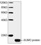 Ubiquitin-like protein SMT3 antibody, LS-C203626, Lifespan Biosciences, Western Blot image 