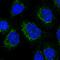 NADH:Ubiquinone Oxidoreductase Complex Assembly Factor 8 antibody, HPA057732, Atlas Antibodies, Immunofluorescence image 