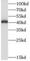 Lipoic Acid Synthetase antibody, FNab04772, FineTest, Western Blot image 