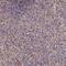 Leukocyte Receptor Cluster Member 8 antibody, NBP1-81357, Novus Biologicals, Immunocytochemistry image 