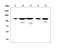 PPARG Coactivator 1 Beta antibody, A02933-1, Boster Biological Technology, Western Blot image 