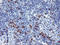 Joining Chain Of Multimeric IgA And IgM antibody, LS-C786793, Lifespan Biosciences, Immunohistochemistry frozen image 