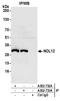 Nucleolar Protein 12 antibody, A302-733A, Bethyl Labs, Immunoprecipitation image 