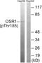Oxidative Stress Responsive Kinase 1 antibody, PA5-37804, Invitrogen Antibodies, Western Blot image 