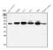 Mst1/Mst2 antibody, A02224-2, Boster Biological Technology, Western Blot image 