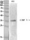 CCAAT Enhancer Binding Protein Epsilon antibody, A03884-1, Boster Biological Technology, Western Blot image 