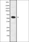 Abhydrolase Domain Containing 10 antibody, orb337937, Biorbyt, Western Blot image 