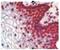 Lamin B1 antibody, BM4501, Origene, Immunohistochemistry frozen image 