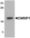 Cannabinoid Receptor Interacting Protein 1 antibody, orb314186, Biorbyt, Western Blot image 