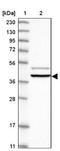 Probable G-protein coupled receptor 152 antibody, NBP1-87284, Novus Biologicals, Western Blot image 