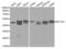 Eukaryotic Translation Elongation Factor 1 Alpha 1 antibody, abx000927, Abbexa, Western Blot image 