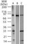 Toll Like Receptor 2 antibody, TA336413, Origene, Western Blot image 