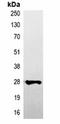 Non-structural protein V antibody, orb323068, Biorbyt, Immunoprecipitation image 