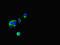 Follistatin Like 1 antibody, LS-C677989, Lifespan Biosciences, Immunofluorescence image 