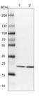 Proteasome 20S beta2 subunit antibody, NBP1-92294, Novus Biologicals, Western Blot image 