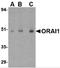 ORAI Calcium Release-Activated Calcium Modulator 1 antibody, 4281, ProSci, Western Blot image 