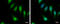 Craniofacial Development Protein 1 antibody, GTX128025, GeneTex, Immunofluorescence image 